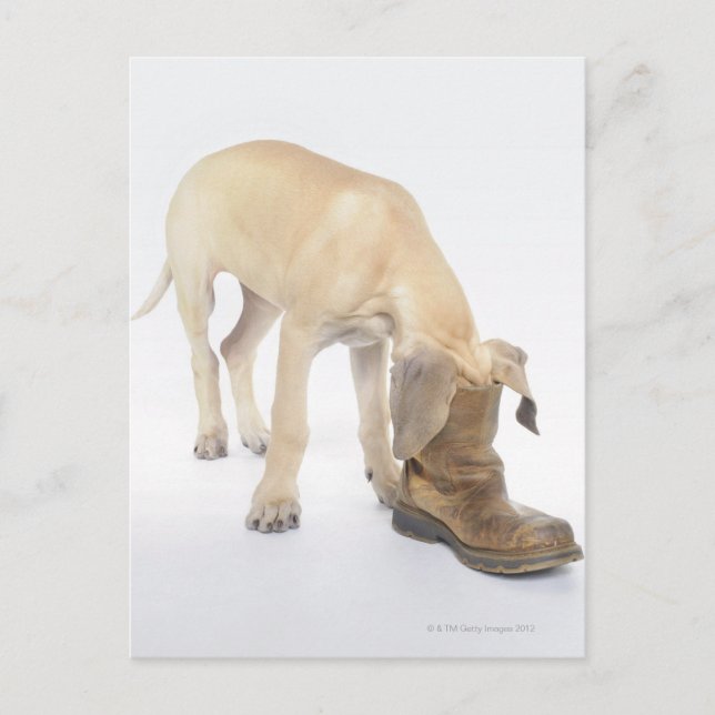 playing,friendly,curiosity postcard (Front)