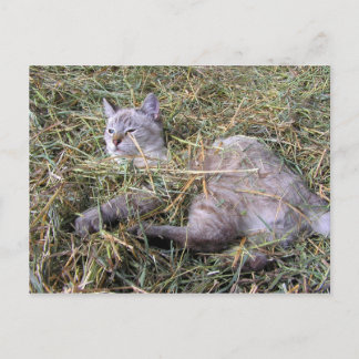 Playing in the Hay Postcard