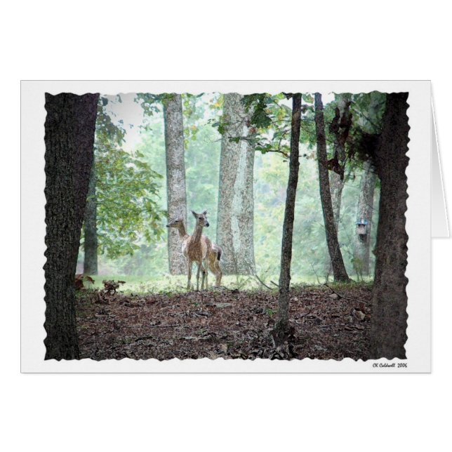 Playing in the Woods (Front Horizontal)