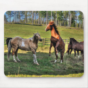 Playing Paint Stallion & Sorrel Mare Equine Photo Mouse Pad
