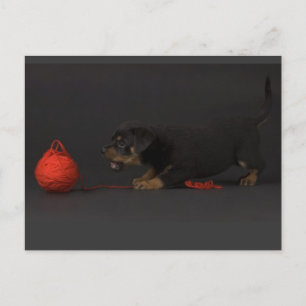 Playing Puppy 3 Postcard