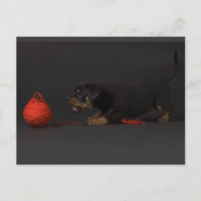 Playing Puppy 3 Postcard (Front)