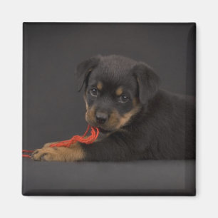 Playing Puppy 5 Magnet