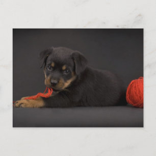 Playing Puppy 5 Postcard