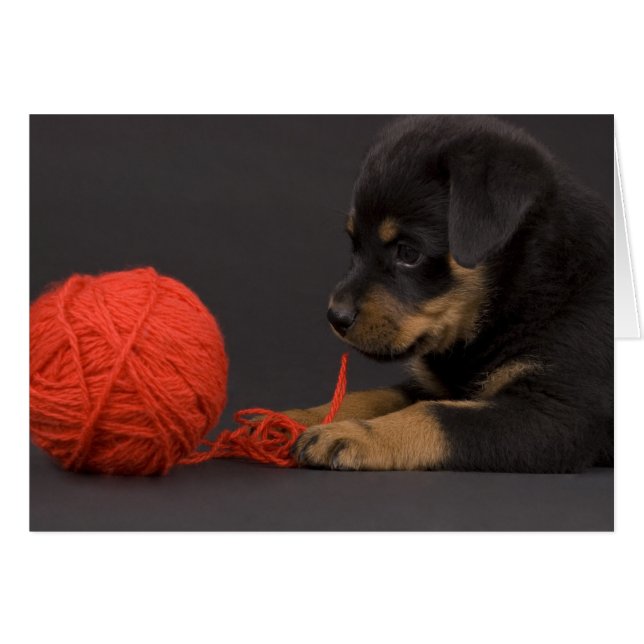 Playing Puppy 6 (Front Horizontal)