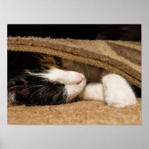 Playing Under The Rug Poster