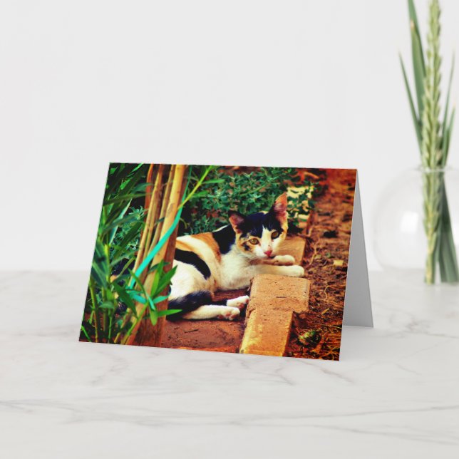 Pleasant Cat Card (Front)