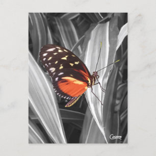 Pleasantville Butterfly - Postcard