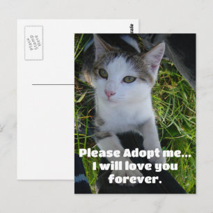 Please adopt me..will love you forever Cat Postcard