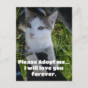 Please adopt me..will love you forever Cat Postcard