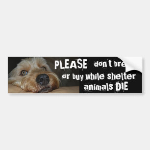 Please Dont Breed Or Buy While Shelter Animals Die Bumper Sticker