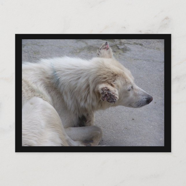PLEASE HELP DESPERATE DOGS IN NEPAL POSTCARD (Front)