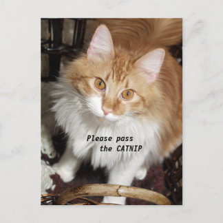 Please Pass the Catnip Cat Post Card