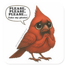 Please Take My Photo Funny Cardinal Bird Sticker