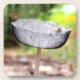 Pleated Inkcap Mushroom Hard Plastic Coasters