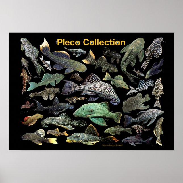 Plecoの仲間のポスター,No.01 Poster (Front)