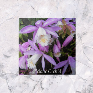 Pleione Windowsill Orchids Floral Ceramic Tile