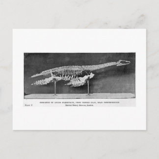 Plesiosaur art postcard
