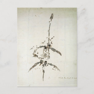 Plesiosaurus dolichodeirus postcard