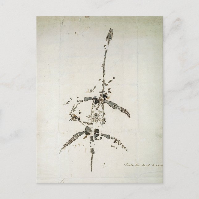 Plesiosaurus dolichodeirus postcard (Front)