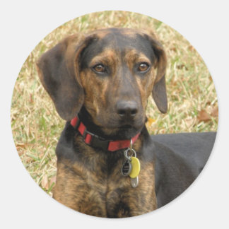 Plott Hound Classic Round Sticker