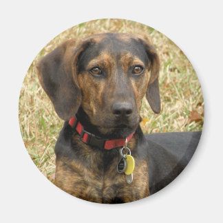 Plott Hound Magnet