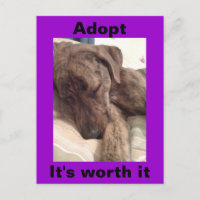 Plott Hound Postcard