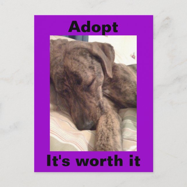 Plott Hound Postcard (Front)