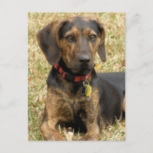 Plott Hound Postcard