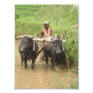 Ploughing Rice Paddies in Pokhara Photo Print