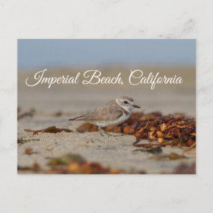 Plover and Seaweed Imperial Beach, California Postcard