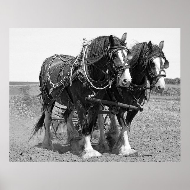 PLOWING the LAND with CLYDESDALE HORSES Poster (Front)