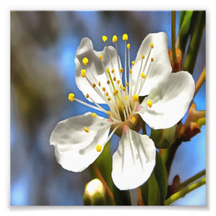 Plum Blossom Botanical Art Photo Print