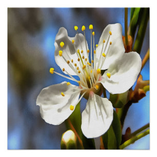 Plum Blossom Botanical Art Poster