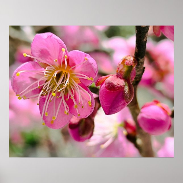 Plum Blossom Close-Up Poster (Front)