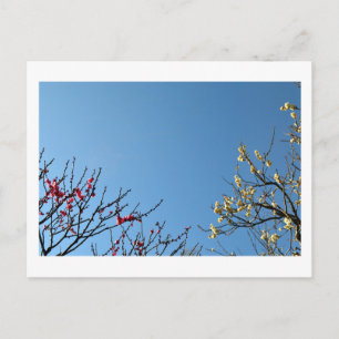 Plum Blossom: Japan Postcard