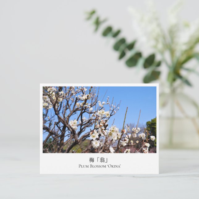 Plum Blossom ‘Okina’ Postcard (Standing Front)