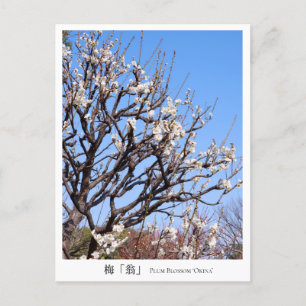 Plum Blossom ‘Okina’ Postcard