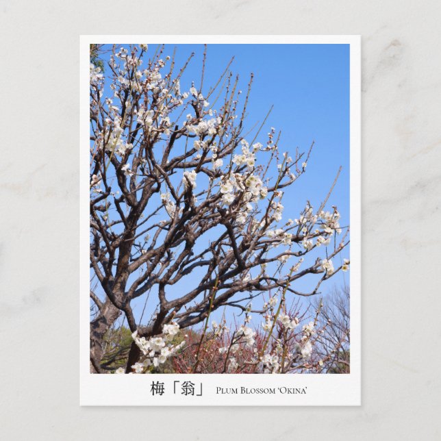 Plum Blossom ‘Okina’ Postcard (Front)