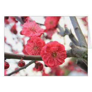 plum blossom spring pink flowers
