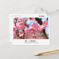 Plum Blossom 'Yae-tobai'
