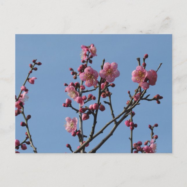 Plum Blossoms: Japan Postcard (Front)
