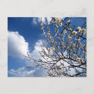Plum Blossoms: Japan Postcard