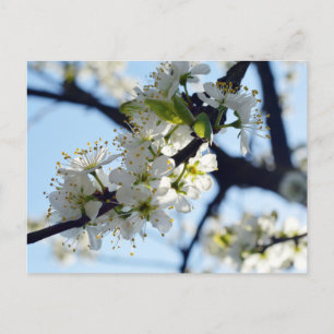 Plum Blossoms Postcard