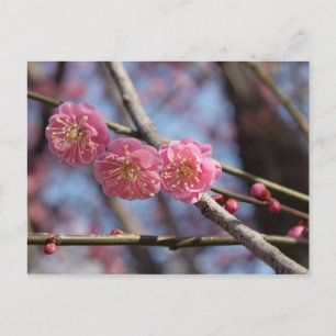 Plum blossoms postcard