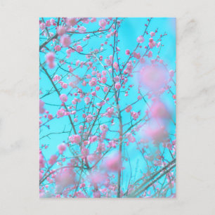 Plum Blossoms (Suzhou, China) Postcard