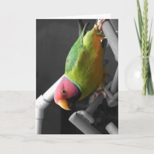 Plum Headed Parakeet Greeting Card