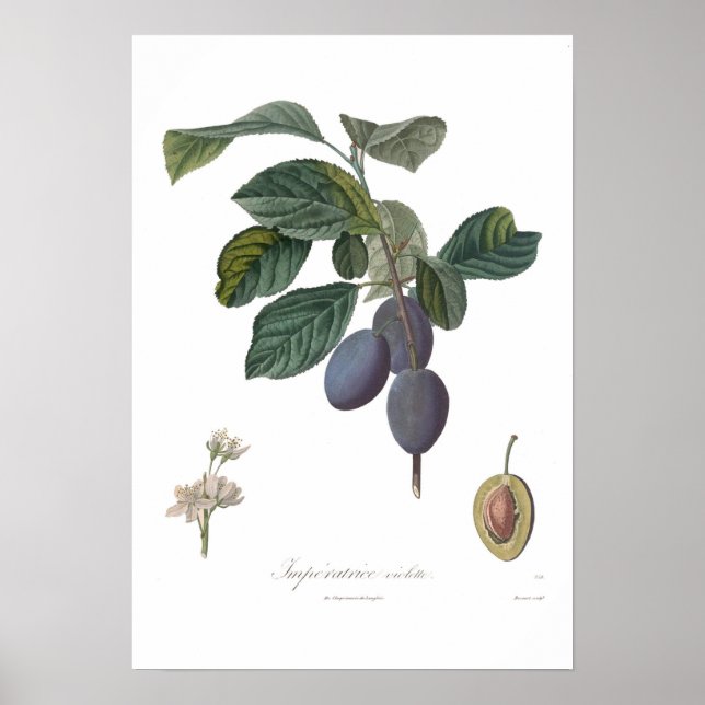 Plum,Imperatrice violette Poster (Front)