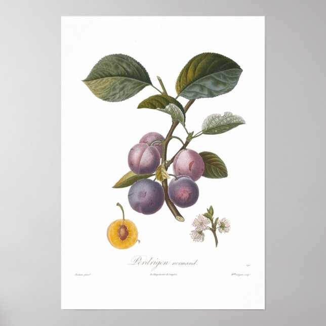 Plum,Perdrigon normand Poster (Front)