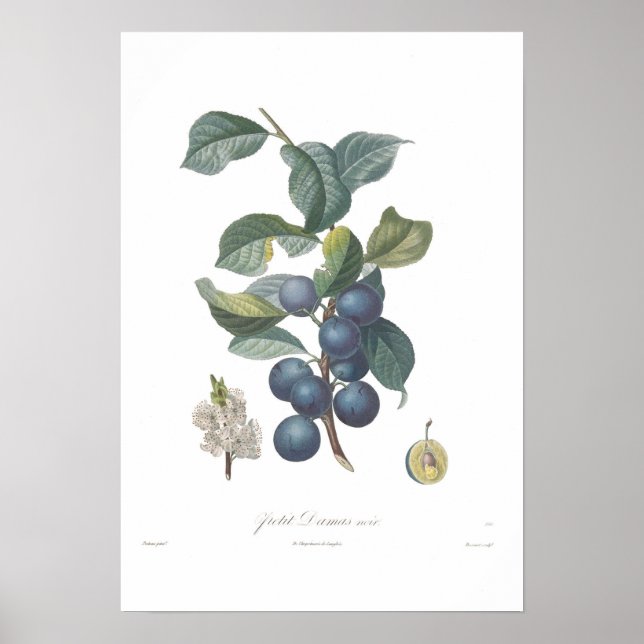Plum,Petit Damas noir Poster (Front)